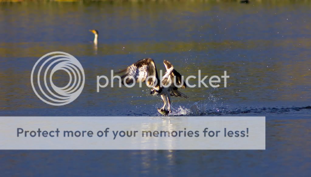 Osprey Fishing sport..